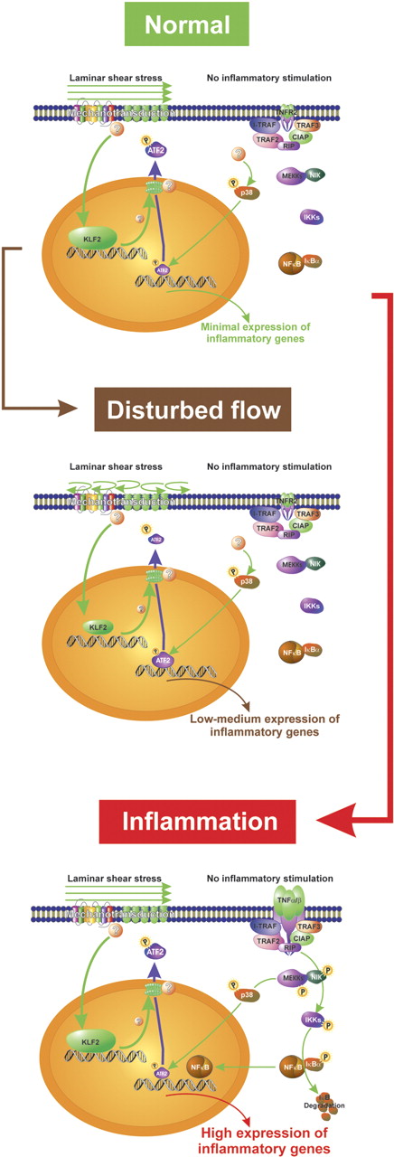 Schematic representation of the effect of flow on the expression of inflammatory genes in endothelial cells. Laminar shear stress induces KLF2 that in turn changes distribution of pATF2 between the nucleus and the cytosol. Less nuclear pATF2 leads to a decrease in the transcription of inflammatory target genes (normal condition). Under disturbed flow conditions, more pATF2 remains in the nucleus and expression of inflammatory genes is increased. Upon inflammatory stimulation, NF-κB is activated and overrules the flow-dependent decrease in nuclear pATF2 (TNF-α/β, TNFR2, I-TRAF, TRAF2, TRAF3, CIAP, RIP, NIK, IKKs; components of NF-κB signaling).