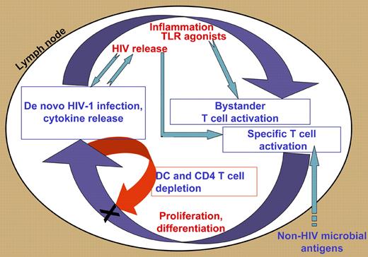 Interacting positive and negative feedback loops promote and control chronic activation in HIV-1–infected lymph nodes. T cells are specifically activated by HIV and other microbial antigens, and nonspecifically, as bystanders, by cytokines and other factors associated with inflammation, including Toll-like receptor (TLR) agonists. Such activation leads to proliferation, differentiation, and cytokine secretion; the latter contribute to inflammation and bystander activation (positive feedback). Different effector cells secrete inhibitory cytokines and apoptosis-inducing factors that may affect T cells and dendritic cells (negative feedback). Also depicted are ongoing cycles of infection that connect to both feedback loops.