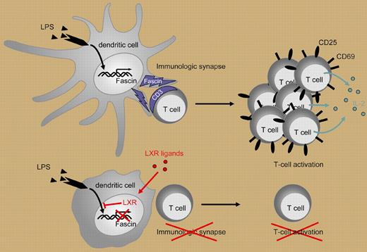 Lipopolysaccharide (LPS) induces dendritic cell (DC) maturation and fascin production. T-cell activation by DCs depends on formation of an immune synapse (IS). Ligand-induced activation of LXR in DCs inhibits the LPS-induced expression of fascin, an actin-bundling protein that promotes actin bundle formation and is essential for IS formation. By this means, LXR agonists prevent efficient T-cell activation as indicated by diminished proliferation, decreased expression of activation markers (CD25, CD69), and decreased cytokine production (eg, IL-2).