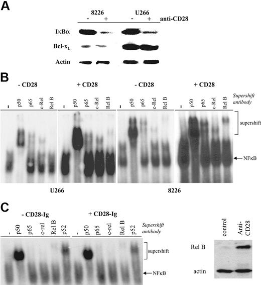 Figure 3. Effect of CD28 activation on NFκB activation. (A) IκBα and Bcl-xL expression. 8226 or U266 cells were cultured with or without anti-CD28 mAb beads as indicated, and analyzed by Western blot using Abs specific for IκBα, Bcl-xL, or actin as indicated. (B) Nuclear NFκB binding activity. 8226 or U266 cells were cultured with or without immobilized anti-CD28 mAb as indicated, and nuclear extracts analyzed by EMSA for binding to 32P-labeled primers containing consensus NFκB binding sites. For supershift assays, samples were first incubated with no antibody (−), anti-p50, anti–Rel B, anti–c-Rel, or anti-p65. Data are representative of 3 independent experiments. (C) Binding to/blocking CD86 does not induce NFκB signaling. U266 were treated as in panel B except with or without CD28-Ig (100 μg/mL), and analyzed after 24 hours for nuclear NFκB binding activity. Data are representative of 2 experiments. (D) Up-regulation of Rel B expression by CD28 activation. U266 were treated with control or anti-CD28 mAb (soluble; 1 μg/mL) for 24 hours and analyzed for Rel B and actin expression by Western blot. Data are representative of 2 experiments.