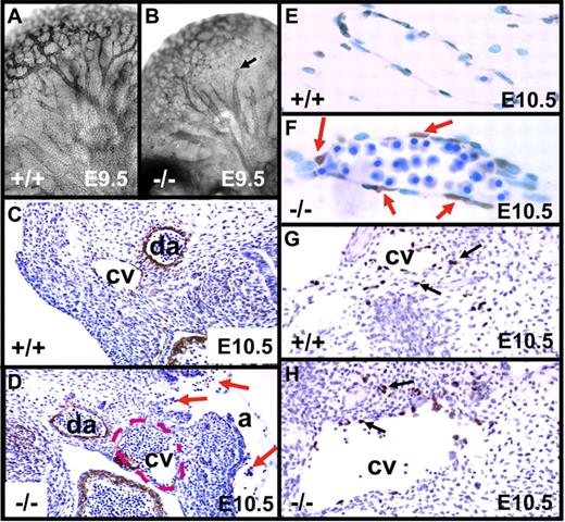 Figure 2. Phenotypic changes in embryos lacking endothelial survivin. (A-B) E9.5 embryos were whole-mount stained for CD31 expression, revealing vascular patterning in head and brain. Arborization of vessels was largely intact in both genotypes, but in the tie1-cre/survivinlox/lox embryos (−/−), vessels were more dilated, often with a “cut-off” appearance (arrow). (C-H) Transverse histologic sections of E10.5 embryos. (C-D) Compared with survivinlox/lox embryos (+/+), those lacking endothelial survivin (−/−) exhibit notably less intense antithrombomodulin antibody (endothelial-specific) staining of the cardinal vein (cv), which had a discontinuous endothelial border, and was dilated (border shown with red dashed line), congested with blood, and “leaking” nucleated red blood cells into the amniotic space (arrows). da indicates dorsal aorta. (E-F) Higher-power view of transverse section of E10.5 embryos reveal that the cardinal vein endothelium of tie1-cre/survivinlox/lox embryos is strongly TUNEL positive. (G-H) Prox-1 staining reveals the presence of lymphatic endothelial cells (arrows) emanating from cardinal veins (cv) in both genotypes. Magnifications were the same for paired panels A-B, C-D, E-F, and G-H.