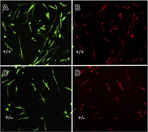 Figure 7. Endothelial cell–neural stem cell cocultures. Neural stem cells from wild-type mice were cocultured in transwells for 7 days with equal numbers of endothelial cells from survivin+/+ (A-B) or survivin+/− (C-D) mice, as described in “Materials and methods.” Adherent neural cells were coimmunostained for nestin (A,C) and RC-2 (B,D). Shown is a representative microscopic field, which indicates that there are approximately 2-fold more undifferentiated neural stem cells after coculture with survivin+/+ endothelial cells.