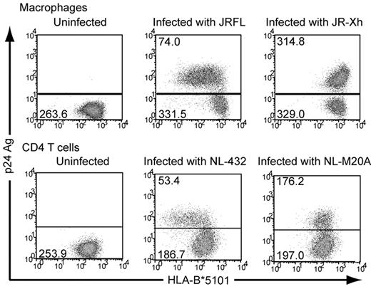 Figure 1. Expression of HLA class I molecules on macrophages or CD4+ T cells infected with Nef+ or Nef− HIV-1. Macrophages established from monocytes and CD4+ T cells of an HLA-B*5101+ donor were infected with HIV-1 JRFL or JR-Xh and NL-432 or NL-M20A, respectively, and then cultured for 6 days. The cultured macrophages and CD4+ T cells were stained with anti-p24 and 4D12 anti–HLA-B5 mAbs. The surface expression of HLA-B*5101 on p24+ or p24− cells is shown as the mean fluorescence intensity (MFI) in each figure.