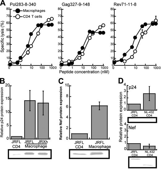 Figure 6. Different expression of HLA class I molecules and HIV-1 proteins between CD4+ T cells and macrophages infected with HIV-1. (A) Comparison of the susceptibility between CD4+ T cells and macrophages for cytotoxic activity of HIV-1–specific CTL clones. Cytotoxic activity of HLA-B*5101-restricted CTL clones was examined for CD4+ T cells and macrophages prepulsed with each epitope peptide at an E/T ratio of 2:1. Data shown in the figure are averages of triplicate assays for each CTL clone. (B-C) The expression of p24 and Nef proteins in JRFL-infected CD4+ T cells and macrophages. After p24+ cells had become 20% to 30% of the total cell population, these cells were lysed. The cell lysates (6 μg) were analyzed by Western blotting with anti-p24 or anti-Nef mAb. Relative protein expression indicates the ratio of the amount of the p24 and Nef proteins in JRFL or JR-Xh–infected macrophages to that in JRFL-infected CD4+ T cells per equal cell number. Data are shown as the average for 3 independent experiments. (D) The expression of p24 and Nef proteins in CD4+ T cells infected with either NL-432 or JRFL. Data are shown as the average ± SD for 3 independent experiments.