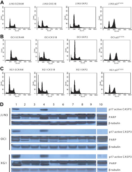 Figure 3. Silencing of CKS1B induces apoptosis by activating caspase-3 and PARP. (A) Cell cycle distribution and apoptosis were evaluated by flow cytometry analysis performed 5 days after lentiviral infection in JJN3 cells expressing a scrambled sequence (SCRAM), CKS1B shRNA, SKP2 shRNA, or p27T187A cDNA. Note that silencing of CKS1B induced cell cycle arrest in G0-G1 phase and dramatic increase in the percentage of cells with sub-G0 DNA content (indicative of apoptosis). SKP2 shRNA deregulated the G1-S transition more strongly than CKS1B shRNA, but caused a modest increase of apoptotic cells; the overexpression of p27T187A had no affect on apoptosis, but resulted in a significantly higher percentage of cells in G2-M phase. The same analysis shown in panel A was performed in (B) OCI-MY5 and (C) XG-1. (D) Caspase-3 (active form, p17) and PARP activation was evaluated by Western blot analysis performed in the same aliquots of cells used in panels A-C. The following conditions were analyzed: (1) positive control (myeloma cells treated with bortezomib at 10 nM for 24 hours); (2) positive control + Z-VAD-fmk; (3) negative control (myeloma cells without any treatment); (4) CKS1B shRNA; (5) CKS1B shRNA + Z-VAD-fmk; (6) SCRAM; (7) SCRAM + Z-VAD-fmk; (8) empty vector; (9) p27T187A cDNA; (10) SKP2 shRNA. Note that the activation of caspase-3 and PARP in cells expressing CKS1B shRNA could be abrogated by pretreatment with the pan-caspase inhibitor Z-VAD-fmk, indicating a caspase-dependent mechanism of apoptosis.