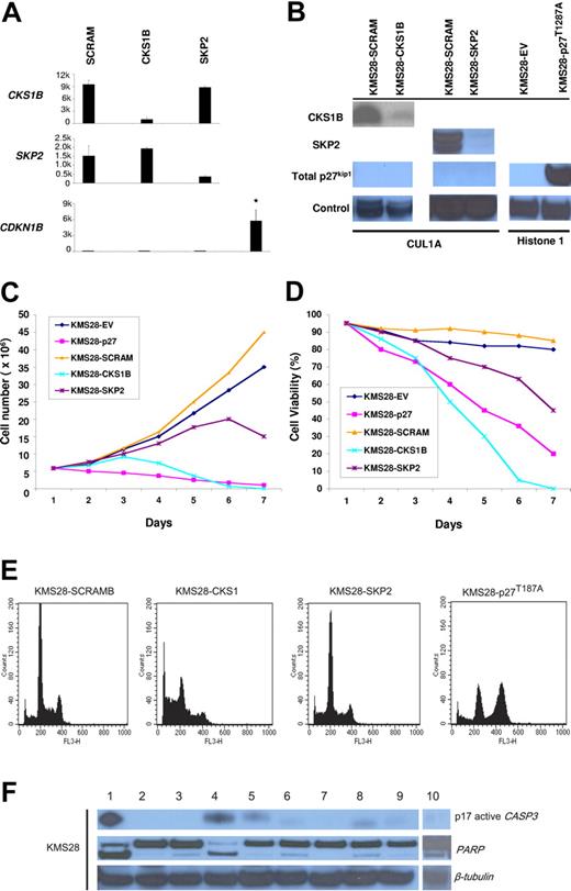 Figure 4. Silencing of CKS1B induces apoptosis independent of p27Kip1 regulation in KMS28PE cell line. (A) CKS1B, SKP2, and CDKN1B (p27Kip1) mRNA expression was evaluated by microarray analysis 5 days after lentiviral infection in KMS28PE cells expressing a nonspecific scrambled shRNA (SCRAM), CKS1B shRNA, or SKP2 shRNA. Note that CDKN1B expression is absent in KMS28PE, compared to the mean expression value of the other cell lines shown in Figure 2A-C. All experiments were performed in duplicate and the results were expressed as the mean ± standard error. (B) Western blot analysis on nuclear fractions of the same aliquots of cells shown in panel A confirmed that CKS1B shRNA and SKP2 shRNA efficiently inhibited CKS1B and SKP2 protein expression, respectively, and did not increase p27Kip1 levels that remained absent. Cullin 1A (Cul1A) expression was used as control for the specificity of CKS1B and SKP2 action. p27T187A overexpression was confirmed in KMS28PE 5 days after lentiviral infection, compared to the control cells infected with an empty vector (EV). Histone 1 was used as a loading control. Effects of CKS1B or SKP2 shRNA and p27T187A overexpression on (C) cell proliferation and (D) cell viability in KMS28PE. (E) Cell cycle distribution and apoptosis were evaluated by flow cytometry analysis performed 5 days after lentiviral infection in KMS28PE cells expressing a scrambled sequence (SCRAM), CKS1B shRNA, SKP2 shRNA, or p27T187A cDNA. Note that silencing of CKS1B induced a dramatic increase in the percentage of cells with sub-G0 DNA content (indicative of apoptosis); SKP2 shRNA caused a modest increase of apoptotic cells, and overexpression of p27T187A had no affect on apoptosis but resulted in a significantly higher percentage of cells in G2-M phase. (F) Caspase-3 (active form, p17) and PARP activation was evaluated by Western blot analysis performed in the same aliquots of cells used in panel E. The following conditions were analyzed: (1) positive control (myeloma cells treated with bortezomib at 10 nM for 24 hours); (2) positive control + Z-VAD-fmk; (3) negative control (myeloma cells without any treatment); (4) CKS1B shRNA; (5) CKS1B shRNA + Z-VAD-fmk; (6) SCRAM; (7) SCRAM + Z-VAD-fmk; (8) empty vector; (9) p27T187A cDNA; (10) SKP2 shRNA. Note that the activation of caspase-3 and PARP in cells expressing CKS1B shRNA could be abrogated by the pretreatment with the pan-caspase inhibitor Z-VAD-fmk, indicating a caspase-dependent mechanism of apoptosis.