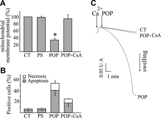 Figure 2. Inhibition of the opening of the PTP antagonizes POP effects on mitochondrial function and cell viability. Jurkat cells (106/mL) were treated with POP (50 μM) in the absence or presence of the PTP inhibitor cyclosporin A (CsA; 1 μL) or with nonirradiated psoralen (PS; 50 μM). CT indicates untreated cells. (A) After 4 hours of incubation, cells were stained with 25 nM TMRM to detect changes in mitochondrial membrane potential (Δψm). The images were acquired before and after the addition of the mitochondrial uncoupler FCCP (2 μM). The differences between the fluorescence values of each cell reflect the actual extent of Δψm. The values obtained in treated cells were normalized to those obtained in untreated cells at time 0. (B) After 20 hours of incubation, apoptosis and necrosis were evaluated by means of Hoechst 33 258 and PI fluorescence, respectively. Values are means ± SD of at least 4 experiments. (C) Mitochondrial swelling, which reflects PTP opening, was monitored as the decrease in light absorbance at 540 nm. RLM (0.5 mg protein/mL) were incubated with 80 μM Ca2+, which triggered PTP opening only upon the further addition of POP (10 μM). Since Ca2+ did not cause mitochondrial swelling in untreated mitochondria (CT), POPs caused an increased sensitivity of the PTP to Ca2+. Mitochondrial swelling was prevented by CsA (1 μM) demonstrating the involvement of the PTP.