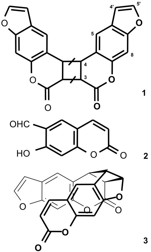 Figure 4. Molecular structure of the photolysis products of psoralen. Compound 1, pyrone-pyrone dimer; compound 2, 6-formyl-7-hydroxycoumarin; and compound 3, pyrone-furan dimer. As detailed in the “Results,” the bars on the cyclobutane ring of structure 1 indicate that the stereochemistry of the dimer has not been determined.