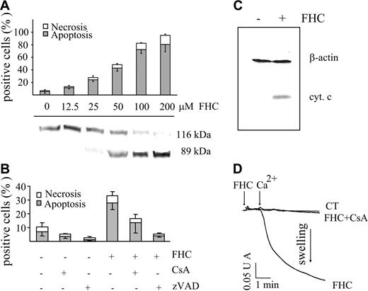 Figure 5. Effect of FHC on the occurrence of cell death and on mitochondrial swelling. (A) Jurkat cells (106/mL) were incubated with concentrations of FHC ranging from 12.5 to 100 μM for 20 hours at 37°C. Necrosis and apoptosis were assessed as described in “Materials and Methods” and in Figure 1B (top panel). PARP cleavage was determined by Western blot analysis (bottom panel). (B) Jurkat cells (106/mL) were incubated with FHC (25 μM) for 20 hours at 37°C in the absence or presence of zVAD (50 μM) or CsA (1 μM). Values are means ± SD of at least 4 experiments. Necrosis and apoptosis were assessed as described in panel A. (C) Western blot analysis of cytochrome c release. Jurkat cells were incubated in the absence or in the presence of 50 μM FHC for 20 hours at 37°C. Cell lysates were centrifuged, and the supernatants were analyzed for their cytochrome c content as detailed in “Materials and Methods.” β-actin monoclonal antibody (Clone AC-15) was used as a loading control. (D) Mitochondrial swelling was assayed as reported in Figure 2C. FHC (1 μM) was incubated 1 minute before the addition of 30 μM Ca2+. Mitochondrial swelling was attributed to PTP opening by means of CsA inhibition.
