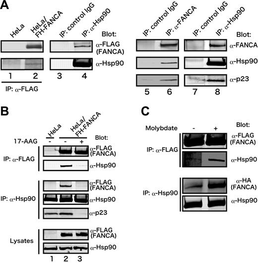 Figure 1. Hsp90 specifically associates with FANCA in vivo. (A) Coimmunoprecipitation of Hsp90 with FANCA. Lysates from control HeLa cells and HeLa/FH-FANCA cells were immunoprecipitated (IP) with anti-FLAG antibody and immunoblotted with anti-FLAG and anti-Hsp90 antibodies (lanes 1 and 2). Reciprocally, lysates from HeLa/FH-FANCA cells were immunoprecipitated with either control mouse IgG or mouse anti-Hsp90 monoclonal antibody and immunoblotted with anti-FLAG and anti-Hsp90 antibodies (lanes 3 and 4). Lysates from HeLa cells were immunoprecipitated with either control rabbit IgG or anti-FANCA and immunoblotted with the indicated antibodies (lanes 5 and 6), or immunoprecipitated with either control mouse IgG or anti-Hsp90 antibody and immunoblotted with the indicated antibodies (lanes 7 and 8). (B) Inhibition of the interaction between FANCA and Hsp90 by 17-AAG. HeLa/FH-FANCA cells were treated with vehicle (−) or 250 nM 17-AAG (+) for 15 minutes (lanes 2 and 3). Vehicle-treated parental HeLa cells were used as control (lane 1). Lysates from these cells were immunoprecipitated with anti-FLAG antibody and immunoblotted with the indicated antibodies (upper panels), or were immunoprecipitated with anti-Hsp90 antibody and immunoblotted with the indicated antibodies (middle panels). Lysates were directly immunoblotted with the indicated antibodies to confirm that FH-FANCA and Hsp90 protein levels were constant after 17-AAG treatment (lower panels). (C) Stabilization of the interaction between FANCA and Hsp90 by molybdate. HeLa/FH-FANCA cells were lysed in a buffer (10 mM HEPES, pH 7.5, 10 mM MgCl2, 150 mM KCl, 0.2% Tween 20) in the presence (+) or absence (−) of 20 mM molybdate. Lysates were immunoprecipitated with anti-FLAG antibody and immunoblotted with the indicated antibodies (upper panels), or immunoprecipitated with anti-Hsp90 antibody and immunoblotted with the indicated antibodies (lower panels).