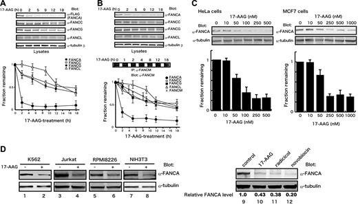 Figure 2. 17-AAG induces a rapid down-regulation of FANCA. HeLa/FH-FANCA (A) and parental HeLa (B) cells were treated with 250 nM 17-AAG for the indicated times. Lysates were immunoblotted with the indicated antibodies. To assess total cellular levels of FANCM, whole-cell lysates were immunoprecipitated (IP) and immunoblotted with anti-FANCM antibody. FA protein signals were quantified and normalized against tubulin-β signals. Data represent means ± SE from 3 independent experiments (bottom graphs). (C) Dose-dependent down-regulation of FANCA by 17-AAG. HeLa and MCF7 cells were treated with various concentrations of 17-AAG for 2 hours. Cell lysates were immunoblotted with the indicated antibodies (upper panels). FANCA signals were quantified and normalized against tubulin-β signals. Data represent means ± SD from 3 independent experiments (bottom graphs). (D) After treatment with vehicle (−) or 17-AAG (+), lysates from K562 cells (500 nM, 4 hours), Jurkat cells (250 nM, 2 hours), RPMI8226 cells (1 μM, 2 hours), and NIH3T3 cells (1 μM, 4 hours) were immunoblotted with appropriate antibodies (lanes 1-8). HeLa cells were treated with 250 nM 17-AAG, 2 μM radicicol, or 2 mM novobiocin for 2 hours (lanes 9-12). Cell lysates were immunoblotted with anti-FANCA and anti–tubulin-β antibodies. Numbers at the bottom of sample lanes 9-12 represent relative FANCA protein levels normalized against control.