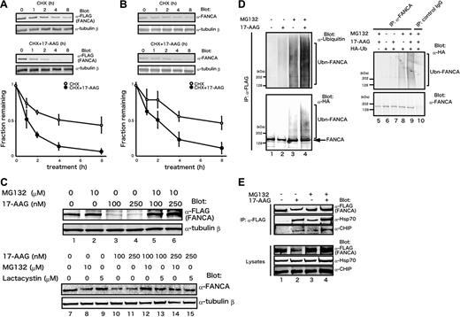 Figure 3. 17-AAG induces degradation of FANCA via the ubiquitin-proteasome pathway. (A-B) FANCA degradation induced by 17-AAG. HeLa/FH-FANCA (A) and parental HeLa (B) cells were treated with 100 μg/mL CHX alone (CHX) or with 250 nM 17-AAG (CHX + 17-AAG) for the indicated times. Cell lysates were immunoblotted with the indicated antibodies (upper blots). FANCA signals were quantified and normalized against tubulin-β signals. Data represent means ± SE from 3 independent experiments (bottom graphs). (C) Proteasome inhibitors block 17-AAG–induced FANCA down-regulation. HeLa/FH-FANCA cells were treated with 17-AAG or MG132, at appropriate concentrations for 4 hours (lanes 1-6). Cell lysates prepared using SDS-sample buffer were immunoblotted with anti-FLAG and anti–tubulin-β antibodies. HeLa cells were treated with 17-AAG and proteasome inhibitors, MG132 or lactacystin, at appropriate concentrations for 4 hours (lanes 7-15). Cell lysates prepared using SDS-sample buffer were immunoblotted with anti-FANCA and anti–tubulin-β antibodies. (D) Enhancement of polyubiquitination of FANCA by 17-AAG. HeLa/FH-FANCA cells were treated with vehicle (−) or 250 nM 17-AAG (+), in the absence (−) or presence (+) of 10 μM MG132 for 1 hour (lanes 1-4). Cell lysates prepared using ubiquitin lysis buffer were immunoprecipitated with anti-FLAG antibody and immunoblotted with antiubiquitin and anti-HA antibodies to detect polyubiquitinated FANCA (Ubn-FANCA). The arrow indicates nonubiquitinated FANCA. HeLa cells were transfected with empty vector (−; lane 5) or a plasmid encoding HA-ubiquitin (HA-Ub; +; lanes 6-10). After 24 hours of transfection, cells were treated with 17-AAG and MG132, as described. Cell lysates were immunoprecipitated with either anti-FANCA antibody (lanes 5-9) or control rabbit IgG (lane 10) and immunoblotted with anti-HA and anti-FANCA antibodies. (E) Association of CHIP with FANCA. HeLa/FH-FANCA cells were treated with 17-AAG and MG132 alone or in combination (lanes 1-4), as described in Figure 3D. Cell lysates were immunoprecipitated using anti-FLAG M2 agarose and immunoblotted with the indicated antibodies (upper panels). The same lysates were immunoblotted with the indicated antibodies (lower panels).