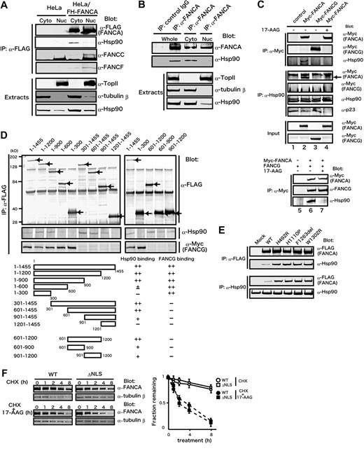 Figure 5. Hsp90 stabilizes cytoplasmic FANCA in a FANCG-independent manner. (A) Cell fractionation study of HeLa/FH-FANCA. Cytoplasmic extracts (Cyto) and nuclear extracts (Nuc) prepared from control HeLa and HeLa/FH-FANCA cells were immunoprecipitated (IP) with anti-FLAG antibody followed by immunoblotting with the indicated antibodies (upper panels). The same extracts were directly immunoblotted with the indicated antibodies (lower panels). Topoisomerase II (Top II) and tubulin-β are nuclear and cytoplasmic markers, respectively. (B) Cell fractionation study of parental HeLa cells. Whole-cell lysates (Whole) and cytoplasmic extracts (Cyto) and nuclear extracts (Nuc), prepared from HeLa cells (1 ×107 cells) were immunoprecipitated with either control rabbit IgG or anti-FANCA antibody, and then immunoblotted with anti-FANCA and anti-Hsp90 antibodies (upper panels). The same extracts were directly immunoblotted with the indicated antibodies (lower panels). Topoisomerase II (Top II) and tubulin-β are nuclear and cytoplasmic markers, respectively. (C) In vitro interaction of FANCA with Hsp90. In vitro transcription/translation reactions were programmed with empty vector (control), pcDNA3 Myc-FANCA (Myc-FANCA), or pcDNA3 Myc-FANCG (Myc-FANCG) in the absence (−) or presence (+) of 10 μM 17-AAG (lanes 1-4). Reaction mixtures were immunoprecipitated with anti-Myc antibody and immunoblotted with the indicated antibodies (upper panels), or immunoprecipitated with anti-Hsp90 antibody and immunoblotted with the indicated antibodies (middle panels). The arrow indicates Myc-FANCA. A portion (10%) of the input material was directly immunoblotted with anti-Myc antibody to detect synthesized FA proteins (lower panels). FANCG was synthesized alone or with Myc-FANCA, in the absence (−) or presence (+) of 10 μM 17-AAG, as described (lanes 5-7). Reaction mixtures were immunoprecipitated with anti-Myc antibody and immunoblotted with the indicated antibodies. (D) Recognition of different regions of FANCA by Hsp90 and FANCG. FANCA full-length protein and deletion mutants with a FLAG-tag at their N-termini were synthesized in vitro. Structures of the deletion mutants are schematically shown at the bottom of the figure. Reaction mixtures were immunoprecipitated with anti-FLAG antibody, followed by immunoblotting with anti-FLAG and anti-Hsp90 antibodies. Arrows indicate synthesized FANCA polypeptides. The same FANCA polypeptides were cosynthesized with Myc-FANCG in vitro, and reaction mixtures were immunoprecipitated with anti-FLAG antibody and immunoblotted with anti-FLAG (data not shown) and anti-Myc antibodies. Results of binding studies are summarized on the right for each mutant (bottom, ranging from negative, −, to strongly positive, ++). (E) Interaction of Hsp90 with FANCA mutants. Lysates from GM6914 cells stably expressing FLAG-tagged wild-type (WT) or mutant FANCA proteins were immunoprecipitated with anti-FLAG antibody (upper panels) or anti-Hsp90 antibody (lower panels) and immunoblotted with the indicated antibodies. (F) Sensitivity of ΔNLS FANCA mutant to 17-AAG. GM6914 cells expressing wild-type FANCA (WT) or ΔNLS mutant were treated with 100 μg/mL CHX alone, (CHX) or with 250 nM 17-AAG (CHX + 17-AAG) for the indicated times. Cell lysates were immunoblotted with anti-FANCA and anti–tubulin-β antibodies. FANCA signals were quantified and normalized against tubulin-β signals. Data represent means ± SE from 3 independent experiments (bottom graph).
