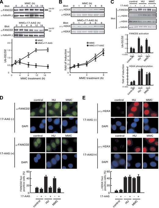 Figure 6. 17-AAG inhibits FANCD2 activation but not H2AX phosphorylation. (A) Effects of 17-AAG on MMC-induced FANCD2 monoubiquitination. HeLa cells were treated with 40 ng/mL MMC alone (MMC) or with 250 nM 17-AAG (MMC + 17-AAG) for the indicated times. Cell lysates were immunoblotted with anti-FANCD2 and anti–tubulin-β antibodies. Protein bands corresponding to FANCD2 (D2) and a monoubiquitinated form of FANCD2 (Ub-D2) were quantified, and ratios of the 2 isoforms (Ub-D2/D2) were determined for each sample. Data represent means ± SE from 3 independent experiments (bottom graph). (B) Effects of 17-AAG on MMC-induced H2AX phosphorylation. HeLa cells were treated with 40 ng/mL MMC alone (MMC) or with 250 nM 17-AAG (MMC + 17-AAG) for the indicated times. Cell lysates were immunoblotted with anti-γ-H2AX and anti-H2AX. Protein bands were quantified and fold inductions of γ-H2AX normalized against H2AX were determined for each sample. Data represent means ± SE from 3 independent experiments (bottom graph). (C) Effects of 17-AAG on FANCD2 monoubiquitination and H2AX phosphorylation in control and HU- and MMC-treated HeLa cells. HeLa cells were treated with 1 mM HU or 40 ng/mL MMC in the absence (−) or presence (+) of 250 nM 17-AAG for 8 hours. Cell lysates were immunoblotted with the indicated antibodies. Ratios of FANCD2 isoforms (Ub-D2/D2) and fold inductions of γ-H2AX normalized against H2AX were determined for each sample as described. Data represent means ± SD from 3 independent experiments. (D-E) Effects of 17-AAG on formation of FANCD2 and γ-H2AX nuclear foci. HeLa cells were treated with 1 mM HU or 40 ng/mL MMC in the absence (−) or presence (+) of 250 nM 17-AAG for 8 hours. Cells were stained with anti-FANCD2 (D) or anti-γ-H2AX (E) antibodies. Cell nuclei were visualized with DAPI staining. In each sample, at least 200 nuclei were examined at original magnification ×200. Nuclei containing more than 10 bright foci were scored as FANCD2- and γ-H2AX foci-positive cells. Data represent means ± SD from 3 independent experiments (bottom graphs). Images were obtained on an Olympus AX70 microscope equipped with UPlanApo 20×/0.70 NA and WH 10×/22 objectives (Olympus, Tokyo, Japan) using a PXL charge-coupled device camera (model CH1; Photometrics, Osnabrück, Germany).