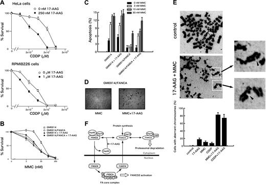 Figure 7. 17-AAG enhances DNA cross-linker–induced cytotoxicity and chromosome abnormalities. (A) HeLa cells were treated with various concentrations of cisplatin (CDDP) alone or with 250 nM 17-AAG for 14 hours. RPMI8226 cells were treated with various concentrations of cisplatin (CDDP) alone or with 1 μM 17-AAG for 20 hours. Cells were washed and then incubated in drug-free culture medium. After 72 hours from the time of initial drug application, cell survival was colorimetrically determined. Data represent means ± SD from triplicate measurements. (B) FANCA-deficient (GM6914) and complemented (GM6914/FANCA) cells were treated with various concentrations of MMC alone or with 250 nM 17-AAG for 14 hours. Cells were washed and incubated in drug-free culture medium. After 72 hours from the time of initial drug application, cell survival was colorimetrically measured. (C-D) FANCA-deficient (GM6914) and complemented (GM6914/FANCA) cells were treated with MMC (0, 3, 10, 30 nM) and 250 nM 17-AAG for 14 hours. Cells were washed and then incubated in drug-free culture medium to complete a total of 40 hours from the time of initial drug application. Apoptotic cells were detected by TUNEL staining. In each sample, at least 400 cells were examined at original magnification ×100, and percentages of apoptotic cells were determined. Data represent means ± SD from triplicate measurements. TUNEL stainings of GM6914/FANCA cells treated with 10 nM MMC alone (MMC) or with 250 nM 17-AAG (MMC + 17-AAG) are shown in panel D. Images were obtained on an Olympus AX70 microscope equipped with UPlanApo 10×/0.40 NA and WH 10×/22 lenses (Olympus) using a PXL charge-coupled device camera (model CH1; Photometrics). (E) HeLa cells were treated with 100 nM MMC or 2 μM cisplatin (CDDP) with or without 250 nM 17-AAG for 24 hours. Cells in metaphase were assessed as aberrant if they presented chromatid breaks. Data represent means ± SD from 3 independent experiments. Arrowheads indicate chromatid breaks. Images were obtained on a Leica DM3000 microscope equipped with HI PLAN 100x/1.25 NA and HC PLAN 10x/22 lenses (Leica, Bensheim, Germany) using a DFC280 digital camera (Leica). (F) A model illustrating how Hsp90 regulates intracellular stability and trafficking of FANCA. FANCA shuttles between the cytoplasm and the nucleus. Cytoplasmic FANCA, newly synthesized and exported from the nucleus, is folded into proper conformation required for nuclear entry by interacting with the Hsp90-based multichaperone complex.1,2 Hsp90 is probably recycled to form a complex with FANCA in the cytoplasm. The 17-AAG–mediated inhibition of the chaperone cycle promotes proteasomal degradation of FANCA, at least in part, through Hsp70-mediated association with CHIP. In the nucleus, FANCA, -B, -C, -E, -F, -G, -L, and -M are assembled into a multisubunit complex (FA core complex) that is required for FANCD2 activation.