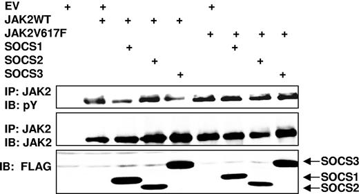 Figure 1. Aberrant regulation of JAK2 V617F by SOCS proteins. 293T cells were transfected with JAK2 or JAK2 V617F alone, in combination with SOCS1, SOCS2, or SOCS3, as indicated. Lysates were immunoprecipitated (IP) with JAK2 antibody and the complexes immunoblotted (IB) with phosphotyrosine (pY) antibody (top panel). The blot was stripped and reprobed for JAK2 (middle panel). SOCS protein expression is also shown (bottom panel).