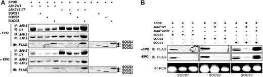 Figure 2. SOCS3 enhances JAK2 V617F phosphorylation and fails to be degraded. (A) 293T cells were transfected with combinations of EPOR, JAK2, or JAK2 V617F, and FLAG-tagged SOCS1, SOCS2, or SOCS3 as indicated. Cells were treated for 30 minutes with EPO (50 U/mL) (+EPO, top 3 panels) or left untreated (−EPO, bottom 3 panels). Lysates were immunoblotted with phosphotyrosine antibody then stripped and reprobed with JAK2 antibody (top panels) or anti-FLAG to detect SOCS proteins. (B) Cell lysates from panel A were simultaneously analyzed for SOCS protein and mRNA levels. Whole-cell lysates were immunoblotted with FLAG antibody to detect SOCS proteins, while RT-PCR was performed on the total RNA using primer pairs specific for the SOCS genes, and products were separated by 2% agarose gel electrophoresis and visualized by ethidium bromide (bottom panels).