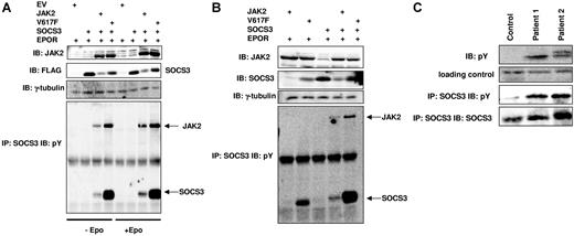 Figure 5. SOCS3 is hyperphosphorylated by JAK2 V617F. (A) 293T cells were transfected with EPOR and SOCS3 alone or in combination with JAK2 WT or JAK2 V617F. Cells were treated with or without EPO (50 U/mL) for 15 minutes prior to lysis. Whole-cell lysates were immunoblotted with anti-JAK2 to detect JAK2 or anti-FLAG to detect SOCS3. The remaining lysates were immunoprecipitated with anti-SOCS3 clone 008 and resulting precipitates were immunoblotted with antiphosphotyrosine (4G10). (B) 293T cells were transfected with EPOR and JAK2, V617F, or FLAG-SOCS3 alone or combinations of JAK2 SOCS3 or V617F SOCS3 and analyzed as in panel A. (C) PBMCs were isolated from blood samples from a control patient and 2 individual patients with PV (patient nos. 1 and 2) homozygous for JAK2 V617F by Ficoll density gradient centrifugation. Cells were washed twice with PBS before being lysed in Brij buffer. Whole-cell lysates and anti-SOCS3 immunoprecipitates were immunoblotted with antiphosphotyrosine and reprobed with anti-SOCS3.