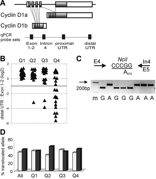 Figure 1. CCND1 locus and expression of cyclin D1 mRNA isoforms in MCL. (A) Schematic representation of the CCND1 locus and alternatively spliced cyclin D1 mRNA transcripts cyclin D1a and D1b. Shaded boxes represent coding sequences, open boxes represent noncoding exon sequences, and filled boxes on the dotted line indicate the location of qPCR probes. (B) The relative amount of cyclin D1 mRNA containing full-length 3′UTR in relation to all cyclin D1 mRNA transcripts measured by the exon 1-2 probe is shown on a log2 scale. The dotted line indicates the cutoff, below which more than 50% of transcripts lack full-length 3′UTR. Quartiles of proliferation as determined in a prior study19 are given on the x-axis with tumors in quartile 1 having the lowest and those in quartile 4 having the highest proliferation (P < .001 for any difference between quartiles). Number of samples analyzed were for Q1 n = 22, Q2 n = 20, Q3 n = 22, Q4 n = 20. (C) The A870G polymorphism at the last nucleotide of exon 4 (codon 241) was determined using an NciI RFLP. PCR primers are indicated by arrows, the NciI restriction site is underlined, and a representative analysis of cDNA samples separated on a 3% agarose gel with a size marker (m) in the first lane is shown. (D) The frequency of cyclin D1 G870 alleles (white columns) or A870 alleles (black columns) involved in the t(11;14) translocation is summarized for all patients as well as for each proliferation quartile. There was no significant difference in genotype of the translocated alleles between quartiles (P = .84). Number of samples analyzed were for Q1 n = 22, Q2 n = 23, Q3 n = 21, Q4 n = 22.
