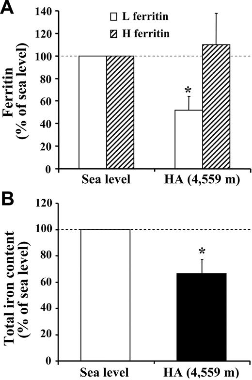 Figure 1. High-altitude exposure decreases L-ferritin and total iron content in skeletal muscle. The changes in ferritin and iron content in muscle biopsies obtained from vastus lateralis under normoxic conditions at SL and during exposure to HA (4559 m) for 7 to 9 days are shown. (A) Ferritin H and L subunit contents. The amount of H and L subunits in extracts of muscle biopsies was determined by ELISA using monoclonal antibodies against the corresponding recombinant human ferritin subunits. The H- and L-ferritin contents are expressed relative to the value at SL, which was arbitrarily defined as 100. The values are mean ± SE of 4 determinations in 9 participants. (B) Total iron content. The determination was performed by atomic absorption spectrometry. The total muscle iron content (measured in μg/100 mg dry weight) is expressed relative to the value at SL, which was arbitrarily defined as 100. The values are means ± SE for 9 participants. The calculation of statistical differences from normoxia was performed using the Wilcoxon test. *P < .05.