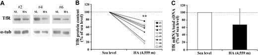 Figure 2. High-altitude exposure decreases TfR protein content in skeletal muscle. The changes in TfR expression in muscle biopsies obtained from vastus lateralis under normoxic conditions at SL and during exposure to HA (4559 m) for 7 to 9 days are shown. (A) Equal amounts of proteins from extracts of muscle biopsies were loaded onto SDS polyacrylamide gels and immunoblotted with antibodies against TfR. The blots were reprobed with an antibody against α-tubulin (α-tub) as a loading control. Antigens were visualized by chemiluminescence. Extracts of participant nos. 2, 4, and 6 were processed separately. (B) Densitometric quantification of immunoblot analysis of TfR protein content at SL and during HA. Individual changes for all study participants but no. 7, whose sample could not be analyzed because of technical reasons, are shown. (C) TfR mRNA levels. The TfR mRNA content is normalized to total cDNA content and expressed relative to the value at SL, which was arbitrarily defined as 100. The values are means ± SE for 9 participants. The calculation of statistical differences from normoxia was performed using the Wilcoxon test. **P < .01.
