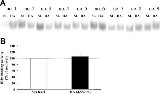 Figure 3. The activity of IRPs in skeletal muscle is not altered during high-altitude exposure. RNA bandshift analysis of IRPs activity in muscle biopsies obtained from vastus lateralis under normoxic conditions at SL and during exposure to HA (4559 m) for 7 to 9 days. Cytosolic extracts were incubated with an excess of a 32P-labeled IRE probe, and the RNA-protein complexes were separated on nondenaturing polyacrylamide gels. (A) A typical bandshift representative of 1 experiment performed with extracts of the 9 participants of the present study. (B) Quantification of IRP binding activity obtained from 3 independent determinations and expressed relative to the value at SL, which was arbitrarily defined as 100. The values are means ± SE for 9 participants.