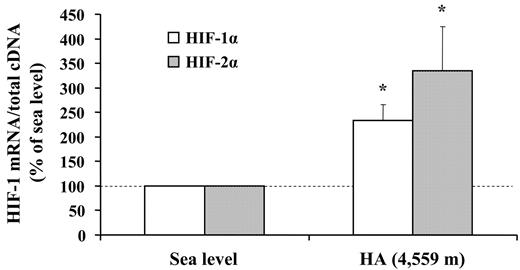 Figure 4. High-altitude exposure is associated with an increase in skeletal muscle HIF-1 mRNA levels. The changes in HIF-1α and HIF-2α mRNA levels in muscle biopsies obtained from vastus lateralis under normoxic conditions at SL and during exposure to HA (4559 m) for 7 to 9 days are shown. The target mRNA content is normalized to total cDNA content and expressed relative to the value at SL, which was arbitrarily defined as 100. The values are means ± SE for 9 subjects. The calculation of statistical differences from normoxia was performed using the Wilcoxon test. *P < .05.