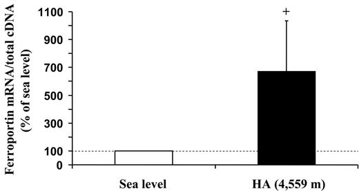 Figure 5. High-altitude exposure is associated with an increase in skeletal muscle ferroportin mRNA levels. The changes in ferroportin mRNA levels in muscle biopsies obtained from vastus lateralis under normoxic conditions at SL and during exposure to HA (4559 m) for 7 to 9 days are shown. The target mRNA content is normalized to total cDNA content and expressed relative to the value at SL, which was arbitrarily defined as 100. The values are means ± SE for 9 participants. The calculation of statistical differences from normoxia was performed using the Wilcoxon test. +P = .05.