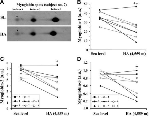 Figure 6. High-altitude exposure results in a decrease in myoglobin protein expression in skeletal muscle. The individual variations in myoglobin levels in muscle biopsies obtained from vastus lateralis under normoxic conditions at SL and during exposure to HA (4559 m) for 7 to 9 days are shown. Myoglobin content in extracts of muscle biopsies was analyzed by 2D gel electrophoresis followed by SYPRO Ruby staining. The quantification of the separated isoforms was performed by the Image Quant software. The values are given in arbitrary units (AU). Due to technical reasons, the analysis of 1 sample (no. 5) could not be performed. (A) A typical 2D gel electrophoresis spot image, showing the 3 myoglobins isoforms, is presented for participant no. 7 at SL and during HA. The individual quantitative changes for all study participants relative to myoglobin isoform 1 (main isoform) (B), myoglobin isoform 2 (C), and myoglobin isoform 3 (D) (isoforms 2 and 3 being expressed at lower levels also under normoxic conditions) are presented. The data are representative of 3 independent experiments. The calculation of statistical differences from normoxia was performed using the Wilcoxon test. **P < .01; *P < .05; +P = .05.