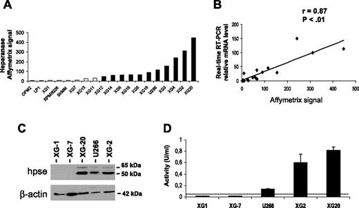 Figure 1. HPSE expression and activity are heterogeneous in HMCLs. (A) Expression of HPSE in 19 HMCLs was determined using Affymetrix U133 set microarrays. □ or ■ indicates that the Affymetrix call is absent or present, respectively. (B) Correlation between Affymetrix and real-time RT-PCR HPSE expression data. For real-time RT-PCR, HPSE expression in each sample was normalized to that of GAPDH, and the XG-2 cell line was used as a reference with the arbitrary value of 100. The correlation line is indicated in the graph. (C) HMCLs were lysed, and the lysates were separated on a 12% SDS-PAGE and analyzed by Western blot with a polyclonal anti-HPSE antibody. Both the 65-kDa MW proenzyme and the 50-kDa MW active form were identified. β-Actin was used as a loading control. Results are of 1 experiment representative of 3. kDa indicates molecular weight in thousands. (D) HPSE activity was determined using an ELISA-type detection assay. HMCL lysates were incubated with b-HS and then only undegraded b-HS could bind an FGF-coated ELISA plate. Bound b-HS was detected with HRP-streptavidin followed by a colorimetric assay. HPSE activity corresponding to absorbance at 450 nm was determined by comparison with a standard curve as described in “Materials and methods.” One unit is defined as the activity that can degrade 0.063 ng b-HS when reacted at pH 5.8 at 37°C for 1 minute. The detection limit (dotted line) was 0.05 U/mL. Results are of 1 experiment representative of 3. Data are means ± SD of HPSE activity determined on triplicates.