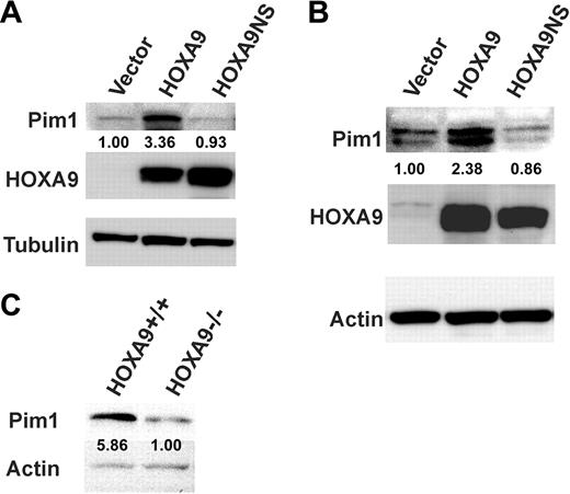 Figure 2. HOXA9 expression increases Pim1 protein and RNA levels in hematopoietic cells. The human myelomonocytic cell line U937 (A) and bone marrow cells from 5-FU–treated Hoxa9−/− animals (B) were transduced with the same 3 vectors as described in Figure 1. Protein isolated from the cells 4 days after transfection was subjected to Western-blot analysis for Pim1 and HOXA9. While both wild-type and mutant HOXA9 vectors produced equivalent amounts of HOXA9 protein, only the wild-type protein induced Pim1 expression. (C) Pim1 protein levels are reduced in fetal liver cells from Hoxa9−/− mice. Protein isolated from Lin− cells from day-15.5 fetal livers from wild-type and Hoxa9−/− mice was subjected to Western-blot analysis for Pim1. Pim1 protein was reduced almost 6-fold in the Hoxa9−/− fetal liver cells. The number under the Pim1 lanes represents the relative amounts of protein compared with the control lane as measured by densitometric scanning of the Pim1 bands after normalization for loading, using either tubulin (A) or actin (B-C) as a loading control.