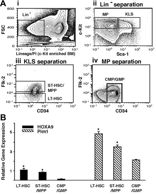 Figure 4. Expression levels of Hoxa9 and Pim1 track together in early hematopoietic compartments. (A) FACS sorting strategy. Normal c-kit–enriched murine marrow cells (i) were FACS sorted into myeloid progenitor (MP; Lin− c-kit+ Sca-1−) and KLS (Lin− c-kit+Sca-1+) fractions (ii). The KLS fraction was further separated into LT-HSC (flk-2−) and ST-HSC/MPP (flk-2+) fractions (iii), and the MP fraction was further enriched for the CD34+ CMP/GMP populations (iv). (B) mRNA levels of Hoxa9 and Pim1 in primitive hematopoietic compartments. RNA isolated from the 3 fractions described in panel 4Ai-iv was subjected to quantitative real-time PCR (Q RT-PCR) as described in “Assays for myeloid progenitors and proliferation assays,” under “Materials and methods,” and expression levels were normalized to GAPDH mRNA levels. Both Hoxa9 and Pim1 show their highest level of expression in the LT-HSC fraction, with progressively declining levels in more differentiated fractions (*P < .01 comparing LT-HSC or ST-HSC/MPP fractions vs CMP/GMP fractions).