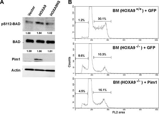 Figure 6. HOXA9 induces Pim1-associated phosphorylation of the proapoptotic BAD protein, and Pim1 partially rescues the apoptotic defect in Hoxa9−/− primitive cells. (A) Protein isolated from U937 cells transduced with the 3 vectors described in Figure 1 was subjected to Western-blot analysis. As expected, Pim1 protein was induced by wild-type HOXA9 but not by the GFP or HOXA9NS vectors. BAD protein levels were similar in cells transduced with each of the 3 vectors (second row). However wild-type HOXA9 induced increased phosphorylation of BAD protein at serine 112 as shown by a pS112-specific antibody (top row). Actin levels were measured to ensure equal loading. (B) Wild-type and Hoxa9−/− marrow cells from 5-FU–treated animals were transduced with vectors expressing either GFP alone or GFP together with Pim1. FACS analysis of cell cycle revealed that Hoxa9−/− cells transduced with the MIG control vector showed significantly increased percentages of apoptotic sub-G0 cells compared with wild-type control cells (8.6% vs 1.2%). This apoptotic defect was reduced approximately 2-fold by the introduction of the Pim1 expression vector. Hoxa9−/− cells also showed a significantly reduced fraction of cells in the S and G2/M phases of the cell cycle compared with wild-type cells (10.3% vs 30.1%) and this fraction was increased (16.1% vs 10.3%) by the expression of Pim1.