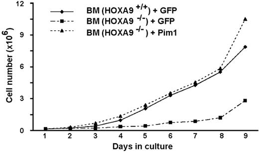 Figure 6. Reintroduction of Pim1 normalizes the in vitro proliferation of primitive Hoxa9−/− marrow cells. Marrow cells from 5-FU–treated animals were transduced with vectors expressing either GFP or GFP together with Pim1. Freshly transduced cells were placed in liquid cultures, and viable cell numbers were counted daily. Wild-type marrow cells transduced with a GFP expression vector were used as a normal control. This experiment was performed 2 times.
