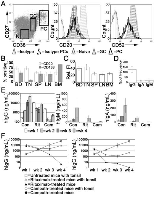 Figure 4. Treatment with rituximab or alemtuzumab reduced serum immunoglobulin levels. Xenochimeric mice were treated with either rituximab or alemtuzumab and levels of hIg in the circulation of the host mice were assessed by ELISA. (A) Expression of CD20 and CD52 by tonsillar PCs (CD19+CD38bright, CD27bright), GC B cells (CD19+CD38+, CD27+), and naive B cells (‘N', CD19+CD38lo, CD27−). Isotype controls for B cells and for PCs are also shown. (B) Percentage of PCs isolated from blood (BD, n = 8), tonsil (TN, n = 5), LN (n = 5), spleen (SP, n = 6), and BM (n = 4) expressing CD20 or CD138. Error bars represent SEM. (C) Relative fluorescence intensity (MFI-positive cells − MFI-negative cells) of CD20 expression of PCs isolated from blood, tonsil, LN, spleen, and BM. Error bars represent SEM. (D) Frequency of tonsillar cells secreting either IgG, IgA, or IgM, assessed by ELISPOT. Mean of 3 experiments shown, error bars represent SEM. (E) Mean levels of hIgG, hIgM, and hIgA (ng/mL) in groups of untreated (Con), rituximab-treated (Rit), or alemtuzumab-treated (Cam) mice. Error bars represent SEM for treatment groups. (F) Mean levels of hIgG (ng/mL) in groups of untreated mice, xenochimeric mice treated with rituximab or alemtuzumab, and NOD/RAG−/−/perforin−/− mice treated with rituximab or alemtuzumab. Error bars represent SEM for treatment groups. Results are representative of 4 experiments.