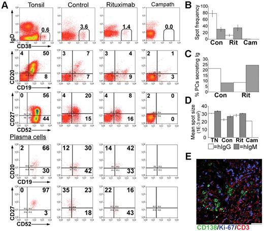 Figure 5. Depletion of immunoglobulin-secreting PCs from tonsil grafts. Tonsil grafts were recovered form xenochimeric mice at 4 weeks after surgery, and cells were assessed by multiparameter flow cytometry, with live cells sorted for analysis of immunoglobulin secretion by ELISPOT. (A) Expression of human IgD, CD19, CD20, CD27, CD38, CD52 in cells from the tonsil before surgery (tonsil), untreated (control), rituximab-treated (rituximab), and alemtuzumab-treated (Campath) mice. The percentage of positive cells in each quadrant and the percentage of PCs (CD38bright) are shown. Lower panels show expression of human CD19, CD20, CD27, CD52 in PCs. (B) ELISPOT analysis of immunoglobulin secretion showing average spot frequency per 10 000 cells in grafts recovered from control (Con), rituximab-treated (Rit), and alemtuzumab-treated (Cam) mice. Bars represent SEM. (C) The percentage of PCs secreting immunoglobulin was calculated by expressing the number of spots as a percentage of the number of PCs in each well. (D) The mean spot size of cells secreting IgG (□) and IgM (▩) isolated from tonsil before surgery (TN), untreated (Con), rituximab-treated (Rit), or alemtuzumab-treated (Cam) mice was calculated. Bars represent SEM. (E) Sections of tonsil grafts from rituximab-treated mice were stained for expression of human CD138 (green), Ki-67 (blue), CD3 (red). Scale bar represents 50 μm. Results are representative of 4 experiments.