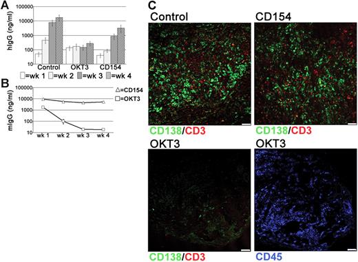 Figure 6. T cell-dependent PC survival in tonsil grafts. To assess the role of T cells in PC survival in the grafts, xenochimeric mice were treated with either anti-CD3 (OKT3) or anti-CD154 mAbs. Levels of hIgG and mIgG assessed by ELISA and recovered graft composition assessed by immunofluorescence were analyzed. (A) Mean levels of hIgG (ng/mL) in untreated (Con), OKT3-treated (OKT3), or anti-CD154–treated (CD154) mice. Error bars represent SEM for treatment groups. (B) Mean levels of mIgG (ng/mL) in mice treated with OKT3 or anti-CD154 mAbs. Error bars represent SEM for treatment groups. (C) Tonsil graft sections from control and OKT3-treated and anti-CD154–treated mice stained for expression of human CD138 (green), CD3 (red), and CD45 (blue). Scale bar represents 50 μm. Results are representative of 3 experiments.