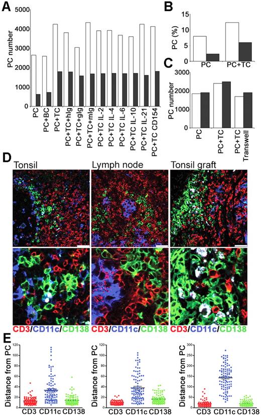 Figure 7. PCs and T cells interact in vitro and in vivo. Tonsillar PCs and T cells were purified and cultured in vitro. Immunofluorescence was used to assess interactions between PCs, T cells, and CD11c+ DCs in secondary lymphoid tissue. (A) Numbers of PCs recovered at 24 hours (□) and 48 hours (▩) after culture of PCs either alone (PC), with B cells (BC), or with T cells (TC), either alone, with isotype control Abs (hIg, gIg, or mIg) or with anti–IL-2, –IL-4, –IL-6, –IL-10, or –IL-21 or CD154 Abs. Results are representative of 2 independent experiments. (B) Percentage of live PCs recovered at 24 hours (□) and 48 hours (▩). (C) Numbers of PCs recovered at 24 hours after culture in the presence of transwells either alone (PC), with T cells (PC + TC) or with T cells separated by transwell. Results of 2 independent experiments shown. (D) The distribution of CD11c+ DCs relative to PCs and T cells. Expression of human CD138 (green), CD11c (blue), and CD3 (red) in tonsil, lymph node, and tonsil graft at 4 weeks after surgery. Staining is representative of 3 samples of each tissue, scale bar represents 50 μm. (E) The distance (in μm) of 100 (CD138+) PCs to the nearest CD3+, CD11c+ or CD138+ cells was measured in sections of tonsil, LN, and tonsil graft. Mean and SEM are shown. Staining is representative of 4 samples of each tissue type, and scale bar represents 50 μm.