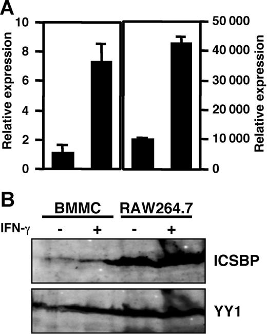 Figure 1. ICSBP expression in BMMCs. (A) mRNA level of ICSBP determined by real-time PCR. The mRNA level of ICSBP was represented as the ratio to that of BMMCs without IFN-γ stimulation. Data represent mean ± SD of triplicate samples. (B) Western blotting analysis of ICSBP. BMMCs were incubated for 16 hours in the presence or absence of 100 U/mL IFN-γ. RAW264.7 cells, a mouse macrophage cell line, were used as the positive control. Total RNA (1 μg) was used for mRNA analysis and lysates of cells (2.5 × 106) were used for Western blotting. These results are representative of 3 independent experiments that had similar results.