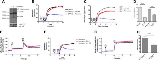 Figure 2. G6B cross-linking inhibits platelet aggregation in a Ca2+-independent manner. (A) SHP-1 coimmunoprecipitates with G6B in platelets after stimulation with G6B antisera. G6B was coimmunoprecipitated (IP) with SHP-1 and is tyrosine phosphorylated after incubation of platelets with G6B antisera (lane 2). G6B was absent when platelets were incubated with preimmune sera (lane 3) or nothing (lane 1). SHP-1 coimmunoprecipitation was equivalent for all conditions. WB indicates Western blot. Platelet aggregation following treatment with CRP-XL (B) or ADP (C). In each panel, the black line represents agonist alone, the blue line represents agonist and the anti-G6B polyclonal antibody, and the red line represents agonist and preimmune sera. 1 corresponds to the addition of 5 μL of either the preimmune sera or the anti-G6B polyclonal antibody; 2 corresponds to addition of either CRP-XL (final concentration 0.1 μg/mL) or ADP (final concentration 5 μM). Traces are representative of at least 3 independent experiments. (D) Graph showing platelet aggregation in response to ADP and CRP-XL as a function of percentage total aggregation in the presence of the G6B polyclonal or the preimmune sera. The number of repeats for each condition is indicated in the parentheses. (E) Calcium flux in the presence of ADP and G6B polyclonal (blue) or preimmune sera (red). The arrows indicate the addition of the antisera (1) and agonist (2). (F) As for panel B but using ionomycin to induce aggregation. (G) The corresponding Ca+ trace after incubation with ionomycin. (H) Graph showing platelet aggregation as a function of percentage total aggregation in response to ionomycin. Each experiment was carried out the number of times shown in parentheses. Error bars in panels D and H indicate standard deviation about the mean.
