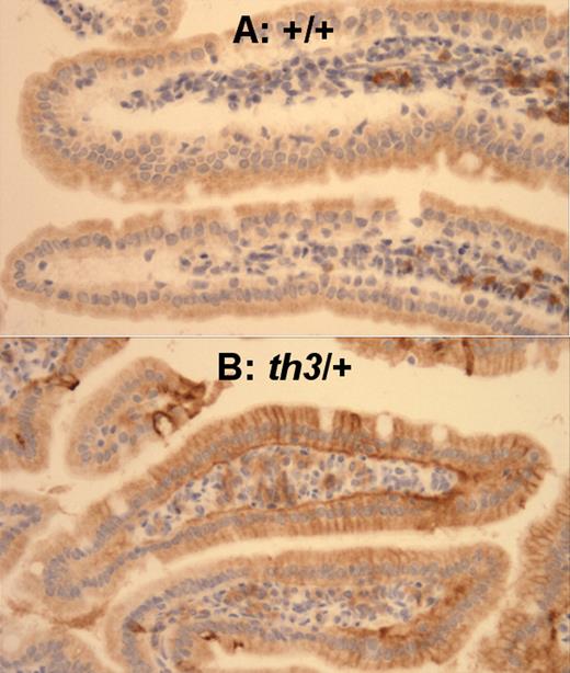 Figure 6. Fpn1 is increased in the duodenum of 12-month-old mice affected by β-thalassemia intermedia. Duodenum of (A) +/+-12M and (B) th3/+-12M mice. This assay confirmed our Q-PCR data that indicated up-regulation of Fpn1 in 1-year-old th3/+ mice compared to +/+ animals. (immunoperoxidase; original magnification, ×66). Images were captured on a Nikon Eclipse E800 microscope (Nikon, Melville, NY) with a Retiga Exi camera (Qimaging, Burnaby, BC, Canada) and a Plan Fluor 20x/0.75 NA objective, then acquired using IP Lab 3.65a software (Scanalytics, Fairfax, VA). Brightness/contrast and color balance were adjusted using Adobe Photoshop 7.0.1 (Adobe Systems, San Jose, CA).