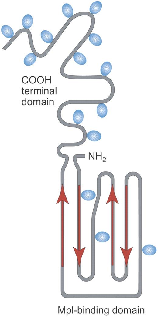 Figure 1. Structure of rhTPO. Recombinant human TPO (rhTPO) is a fully glycosylated TPO made in Chinese hamster ovary (CHO) cells. It contains the TPO receptor binding domain (Mpl-binding domain) and the carbohydrate-rich COOH terminal domain. Red arrows indicate alpha helical areas; blue ovals denote areas of glycosylation. Illustration by Paulette Dennis.