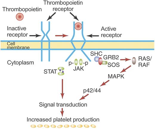 Figure 2. Mechanism of activation of the TPO receptor by TPO. TPO binds the distal CRM (CRM 1) of the inactive TPO (c-Mpl) receptor and creates an activated receptor that initiates many downstream signal transduction events (see “First-generation thrombopoietic growth factors”). Although drawn as such here, the existence of preformed inactive dimers of the TPO receptor has not yet been convincingly demonstrated. Illustration by Paulette Dennis.