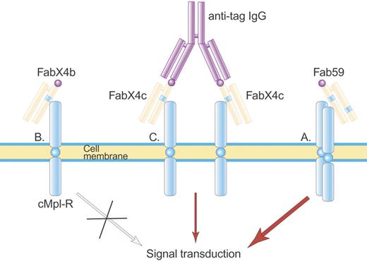 Figure 3. Structure of Fab 59. Fab 59 (A) is a fully human Fab containing one TPO agonist peptide (blue stripe) in the heavy-chain CDR3 and a second TPO agonist peptide in the light-chain CDR2, which activate the TPO receptor. In contrast, a related Fab, FabX4b (B), containing only one TPO agonist peptide, is not able to activate the TPO receptor until made dimeric by an anti-tag IgG antibody (C) that binds the hemagglutinin (HA) tag (purple ball) on FabX4c. Illustration by Paulette Dennis.