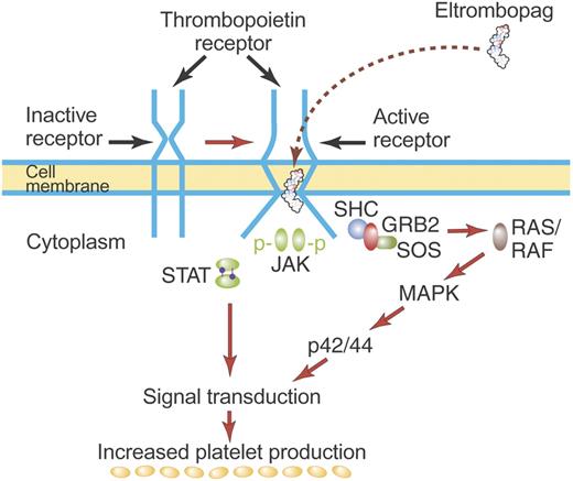 Figure 4. Mechanism of activation of TPO receptor by some TPO nonpeptide mimetics. TPO nonpeptide mimetics such as eltrombopag activate the TPO receptor by a mechanism different from TPO (see “TPO nonpeptide mimetics”). Although drawn here to suggest direct binding of eltrombopag to the TM region of the TPO receptor, eltrombopag may bind elsewhere on the TPO receptor but may have its effect mediated by unique structures in the TM region. Most TPO nonpeptide mimetics do not compete for binding with rhTPO and have a biologic effect additive to that of rhTPO. Illustration by Paulette Dennis.