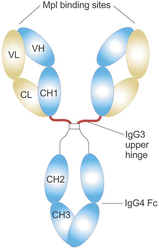 Figure 7. Structure of MA01G4G344 TPO agonist antibody. MA01G4G344 is a novel anti-Mpl agonist antibody that has an upper hinge region of human IgG3 and the other parts of human IgG4. The IgG3 upper hinge improved agonist activity of the whole IgG. The EC50 value of MA01G4344 in the UT7/TPO proliferation assay was 0.01 to 0.1 nM, comparable to rhTPO. Illustration by Paulette Dennis.