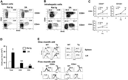 Figure 1. CD137 stimulation selectively stimulates proliferation of memory T cells. B6 mice were injected with 100 μg control rat IgG or 2A on day 0 and 2 and fed with drinking water with 0.8 mg/mL BrdU from day 3 to 7. Splenocytes (A) or intrahepatic lymphocytes (B) were harvested on day 7 and stained for CD8, CD4, CD44, and BrdU by flow cytometry. Data were presented by gating on CD8 or CD4. Total numbers of CD44hi or CD122+ cells in CD8+ or CD4+ T-cell subsets in spleens (C) are shown on days 5 and 8, respectively, after antibody treatment. Error bars indicate SD. The number of total intrahepatic lymphocytes as well as CD4+ and CD8+ subsets on day 7 are also shown (D). The results are from one representative of 3 independent experiments with similar results. (E) Accumulation of memory phenotype T cells in CD137L transgenic mice. The phenotype of spleen or LN T cells from 1-month-old and 5-month-old CD137L transgenic together with age-matched littermate mice was determined by flow cytometry. Data shown are gated on CD3+ (1-month-old), CD8+, or CD4+ (5-month-old). The percentages of CD44hi and CD62Llo cells are indicated. Results are one representative of at least 3 independent experiments. *P < .05, **P < .001.