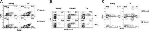 Figure 3. CD137 on T cells is essential and sufficient for the anti-CD137 mAb effect. (A) Purified T cells from WT or CD137KO mice were adoptively transferred into WT B6/Thy1.1 mice. Mice treated with rat IgG or 2A (shown) were fed with BrdU as described. The data are gated on spleen CD8+ CD44hi cells and show the BrdU incorporation from host versus donor origin distinguished by Thy1.2 staining. The results are from one representative of 2 independent experiments with 3 mice each. (B) WT B6 or CD137KO mice injected with PBS, poly I:C or 2A on day 0 were fed with BrdU. Spleen cells were harvested and stained for CD8, CD44, and anti-BrdU. Data shown were gated on CD8+ cells. The results are from one representative of 2 independent experiments with 3 mice. (C) Purified T cells from WT B6/Thy1.1 mice were transferred into WT or CD137KO mice. Mice were treated as described in panel A. The data are gated on spleen CD8+ CD44hi cells and show the BrdU incorporation from host versus donor origin distinguished by Thy1.1 staining.