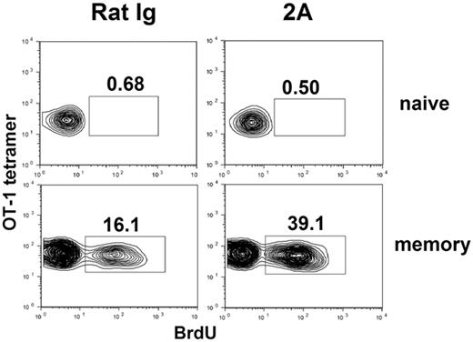 Figure 4. CD137 stimulation induces proliferation of memory but not naive T cells. In vitro activated OT-1 cells were adoptively transferred into naive B6 mice and rested for more than 40 days to generate memory OT-1 cells. B6 mice containing naive (upper panels) or memory OT-1 × RAG1KO TCR transgenic T cells (lower panels) were subsequently treated with rat IgG or 2A. The mice were fed with BrdU-containing drinking water for 5 days. Spleen cells were harvested and stained for CD8, OT-1 tetramer, and anti-BrdU. Data shown were gated on CD8+ cells. The results are from one representative of 2 independent experiments with similar results.