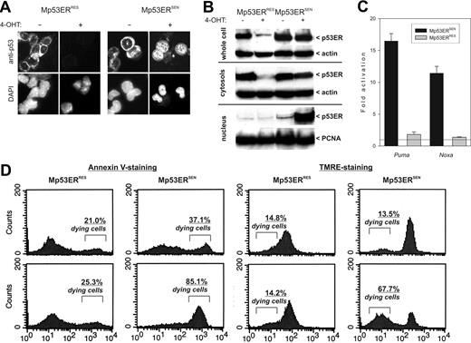Figure 2. Analyses of Mp53ERSEN and Mp53ERRES cells in vitro. (A) Immunocytochemical detection of p53ERTAM in acetone-fixed cells. Cells were counterstained with DAPI to visualize nuclei. Where indicated, cells were pretreated with 4OHT for 6 hours. Images were captured and processed as described in Figure 1C, except that the fluorescent light source was used. (B) Immunoblotting detecting p53ERTAM in whole-cell lysates and cytosolic and nuclear fractions. Actin and PCNA were used as control cytosolic and nuclear proteins, respectively. The duration of 40HT treatment was 3 hours. (C) Quantitation of the real-time RT-PCR experiment comparing expression levels of Puma and Noxa mRNAs in 40HT-treated versus untreated cells. Error bars represent SD. (D) Flow cytometric analyses of tumor cells stained with annexin V (left) and TMRE (right). Numbers refer to percentages of cells committed to apoptosis.